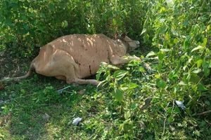 Livestock Deaths Reported in Rakhine Amid Alleged Chemical Contamination