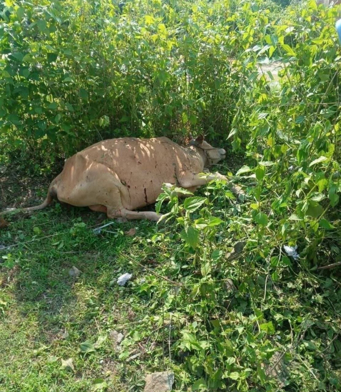 Livestock Deaths Reported in Rakhine Amid Alleged Chemical Contamination
